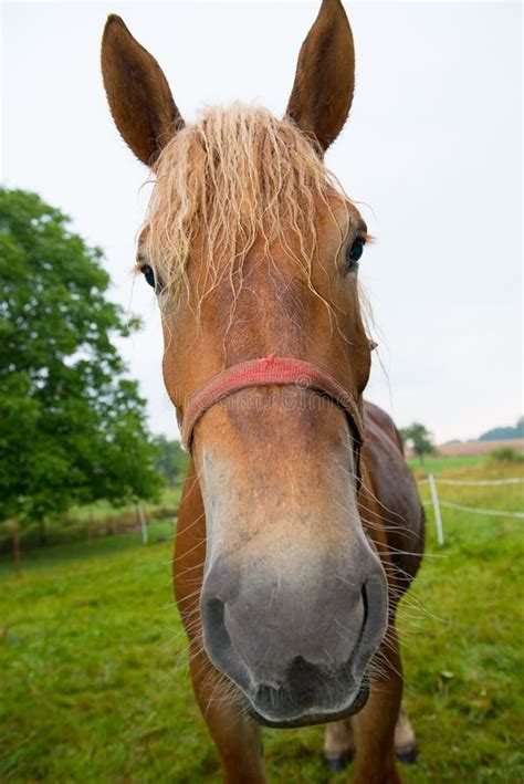 Funny Horses Pictures, Images and Stock Photos